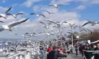 彩云伴海鸥歌词的含义 彩云伴海鸥电视剧